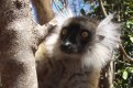Lemure makako femmina